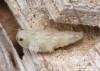 tesařík (Brouci), Exocentrus adspersus, Cerambycidae, Acanthocinini (Coleoptera)